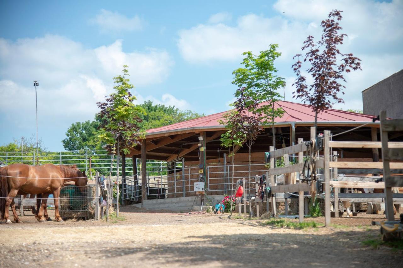 Ranchzimmer Am Hippo-Campus Reit- Und Therapiezentrum Deutsch Haslau エクステリア 写真