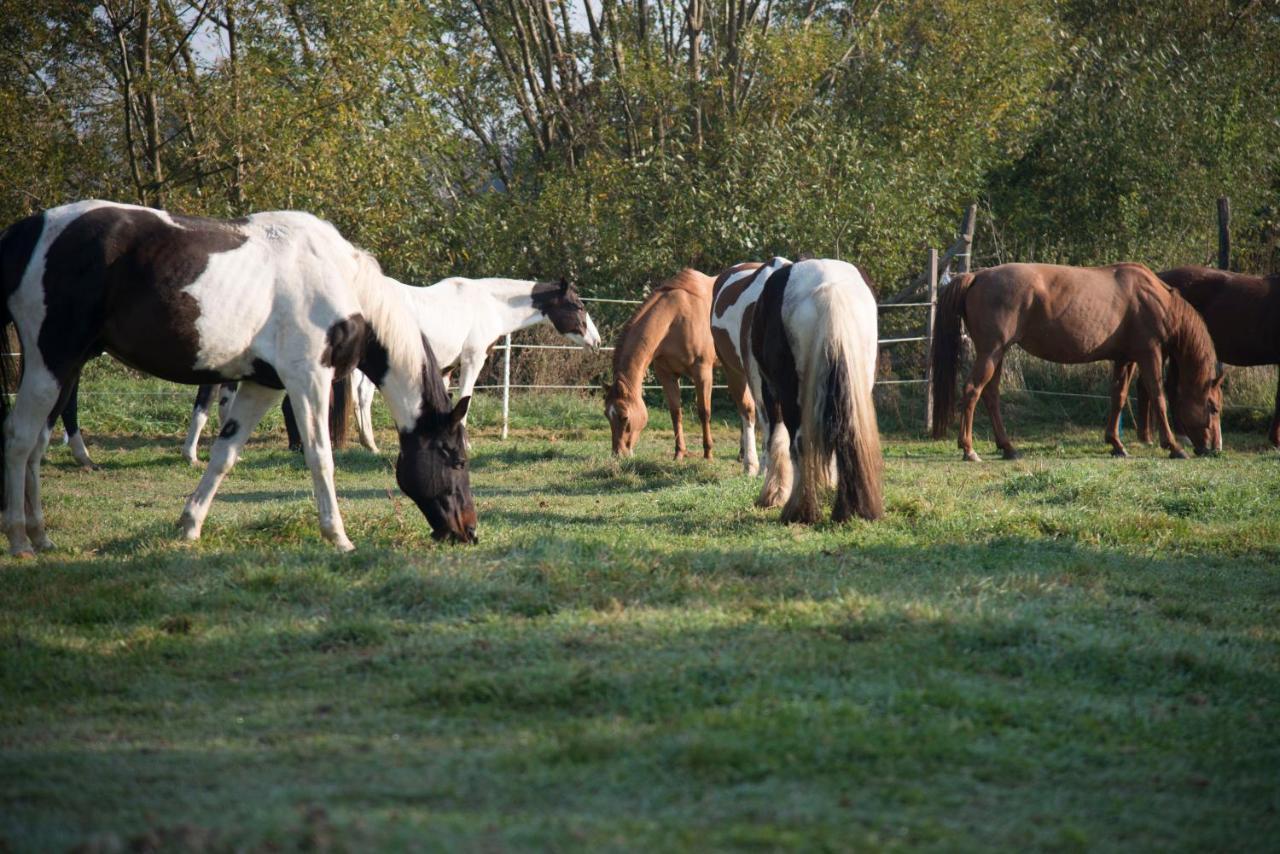 Ranchzimmer Am Hippo-Campus Reit- Und Therapiezentrum Deutsch Haslau エクステリア 写真