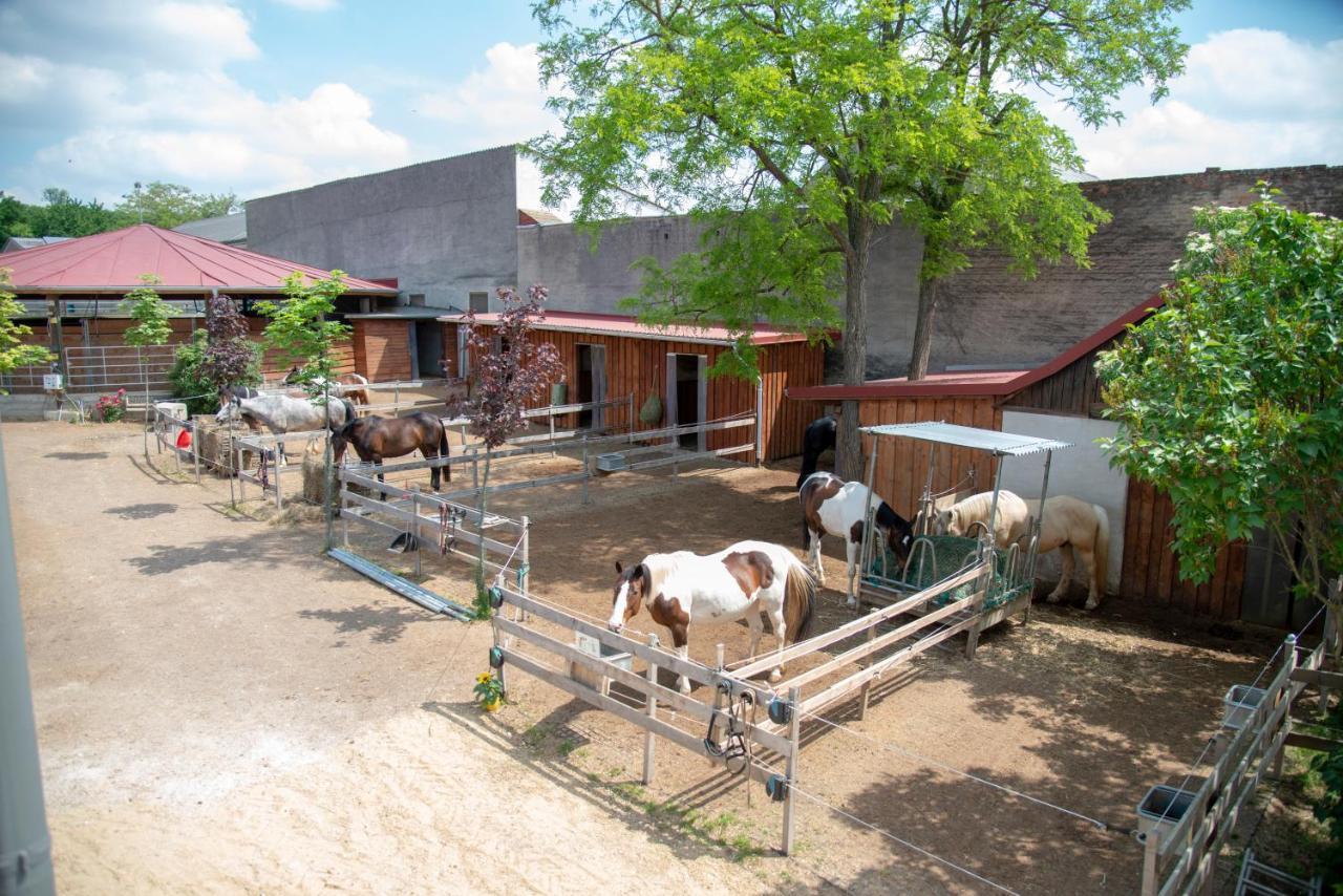 Ranchzimmer Am Hippo-Campus Reit- Und Therapiezentrum Deutsch Haslau エクステリア 写真